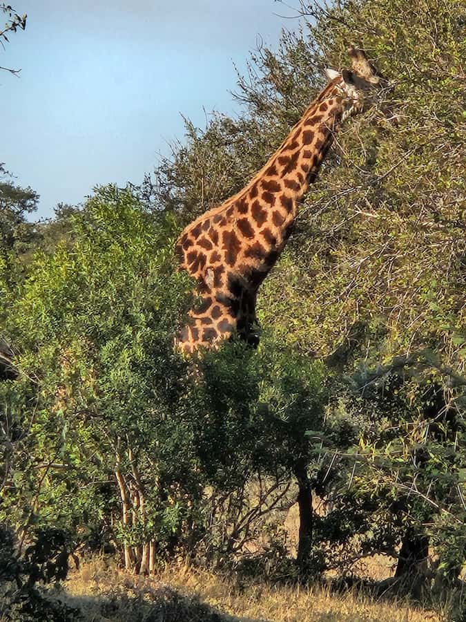 Private Safari Tour: Pilansberg National Park Big 5 - What the private format is really worth