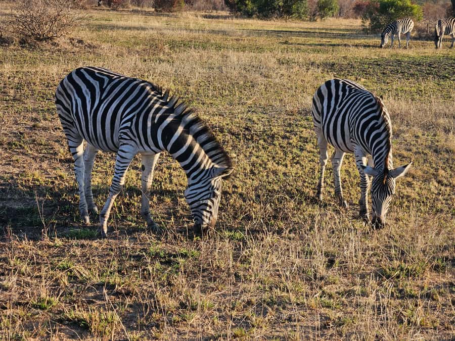 Private Safari Tour: Pilansberg National Park Big 5 - Who will enjoy this safari most