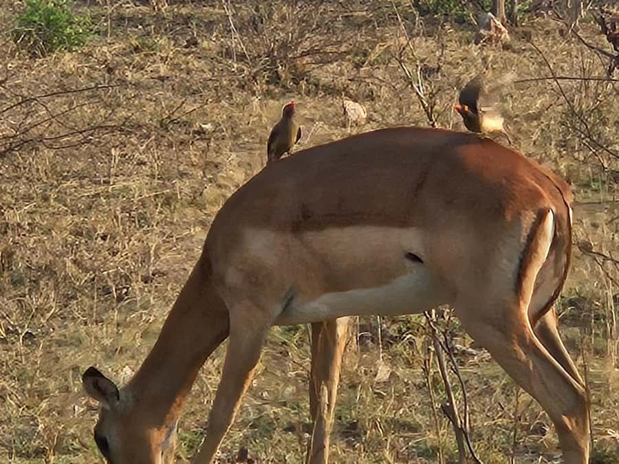 Private Safari Tour: Pilansberg National Park Big 5 - Booking details that affect your decision
