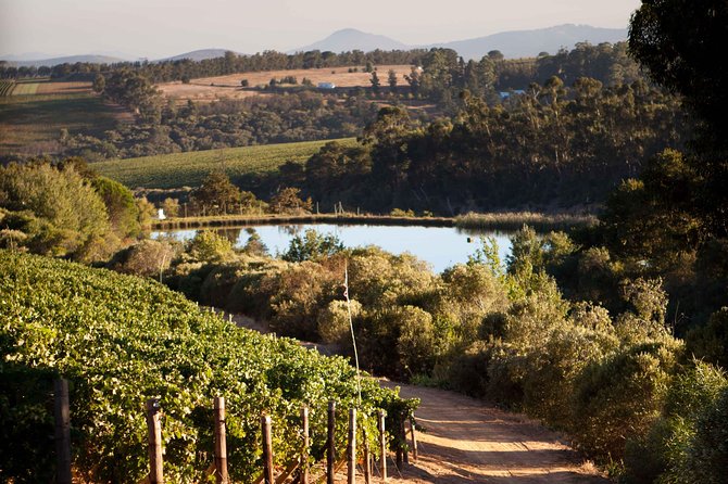 Private Stellenbosch, Franschhoek and Paarl Wine Tour - L’Avenir: finish with cheese and wine