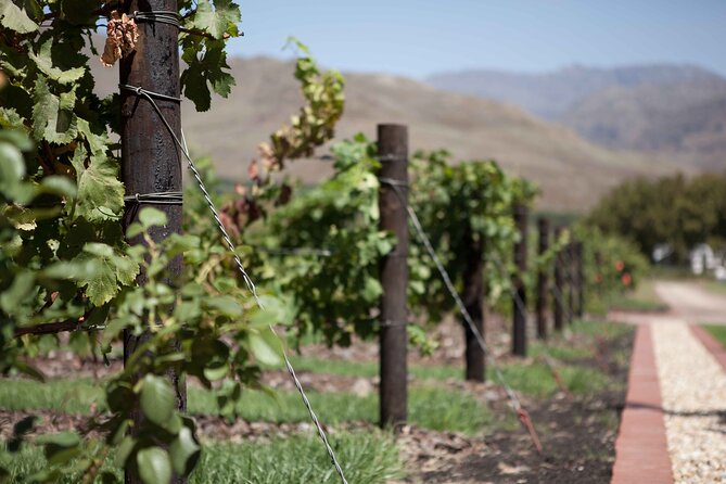 Private Stellenbosch, Franschhoek and Paarl Wine Tour - What the private vehicle changes