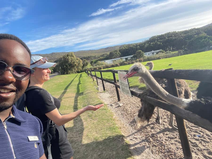 Private Tour:Cape of Good Hop>Chapman’s >Penguin>Seal island - Key points to know before you book