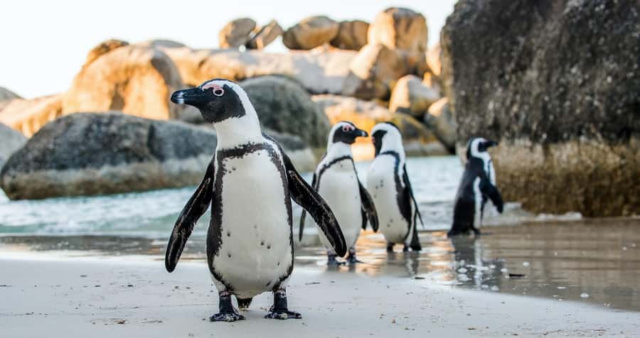Private Tour:Cape of Good Hop>Chapman’s >Penguin>Seal island - Bo-Kaap: painted houses with a serious story
