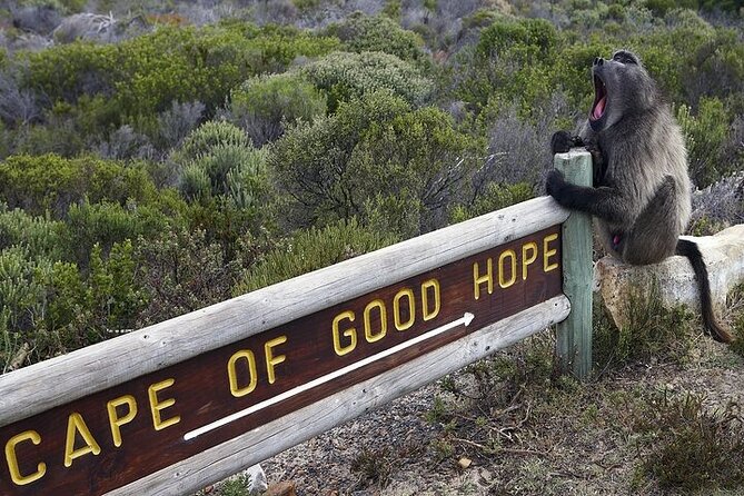 Private Tour:Cape of Good Hop>Seal island>Chapman’speak &Penguins - Chapman’s Peak is the scenic road highlight
