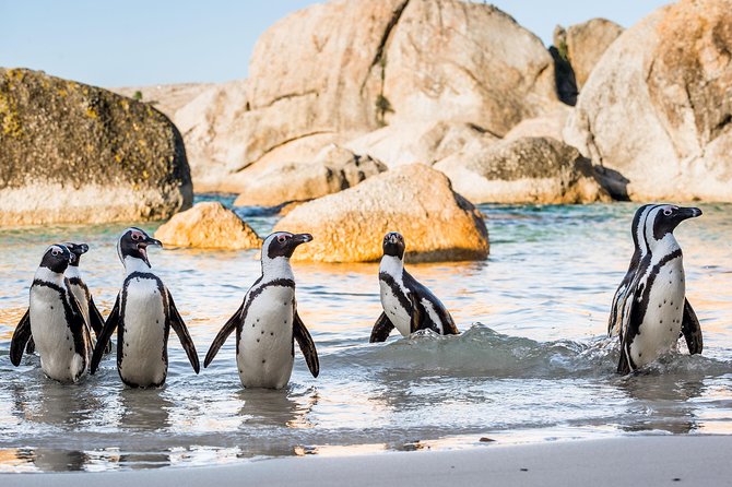 Private Tour: Cape of Good Hope and Cape Point from Cape Town - Boulders Beach and the African penguins