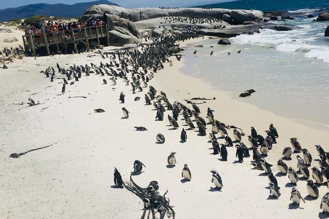 Private Tour Cape of Good Hope & Penguins Sightseeing Full day - Bo-Kaap: a colorful start with limited time