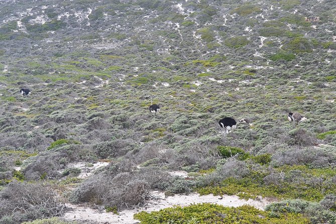 Private Tour Cape of Good Hope & Penguins Sightseeing Full day - Camps Bay and Maiden’s Cove views