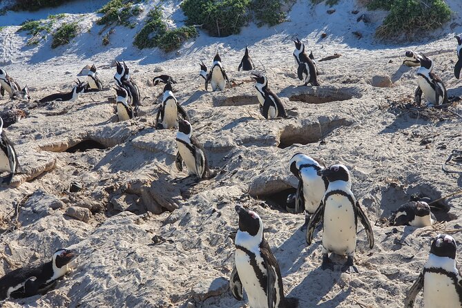Private Tour Cape of Good Hope & Penguins Sightseeing Full day - Cape Point Nature Reserve and the Cape of Good Hope