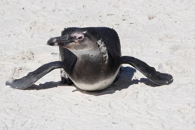 Private Tour Cape of Good Hope with Penguins - What the private transport includes