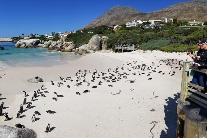 Private Tour Of Penguins, Cape Of Good Hope & Peninsula. - Scarborough Beach, a quiet coastal pause