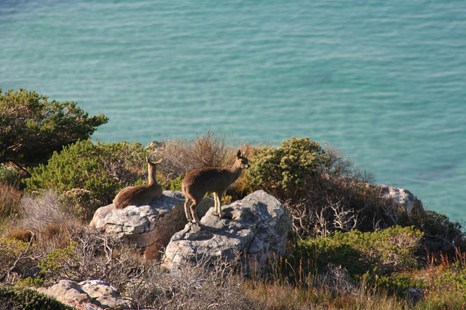 Private Tour Of Penguins, Cape Of Good Hope & Peninsula. - Chapman’s Peak Drive and the summit viewpoint