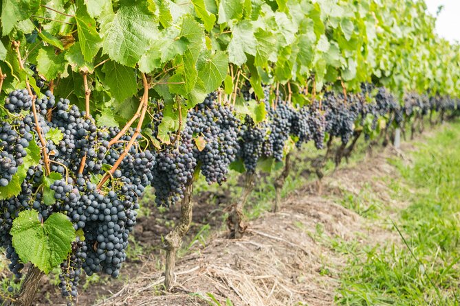 Private Tour of Top 5 Stellenbosch Wineries From Cape Town - Spier Wine Farm, art, food, and a long farm story
