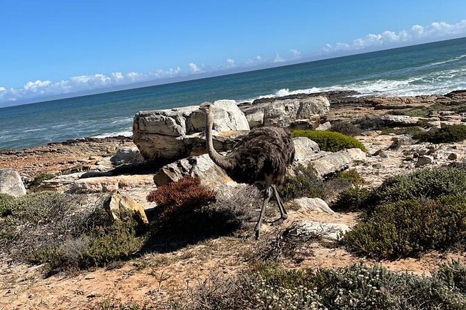 Private Tour: Table Mountain Boulder's Beach Penguin Cape Point - Boulders Beach and its African penguins