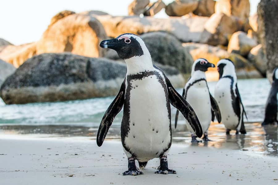 Private Tour: Table Mountain, Penguins Colony & Cape Of Good - A big Cape Town day, handled privately