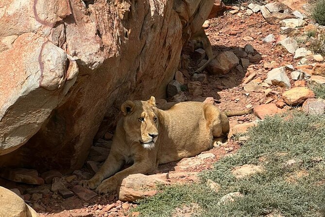 Private Tour to Aquila Game Reserve in Cape Town - see the Big5 - Why this Cape Town safari works as a one-day plan