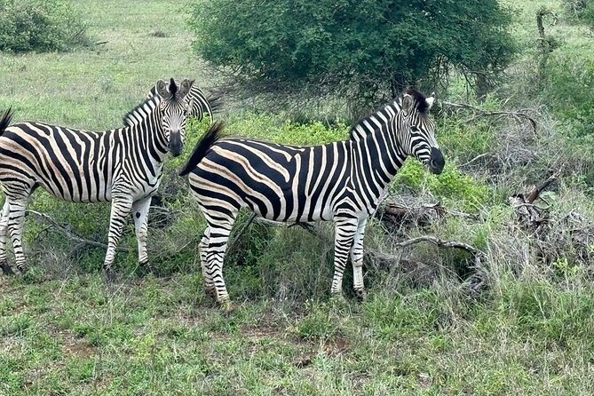 Private Tour to Aquila Game Reserve in Cape Town - see the Big5 - The 2 to 3 hour game drive