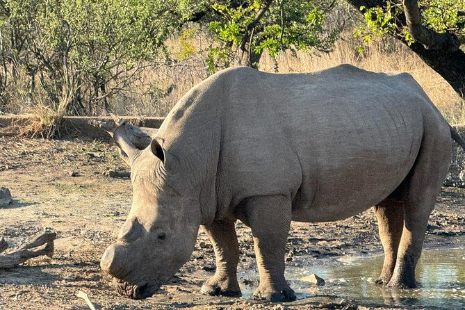 Private Tour to Aquila Game Reserve in Cape Town - see the Big5 - Arriving at Aquila and sitting down to lunch
