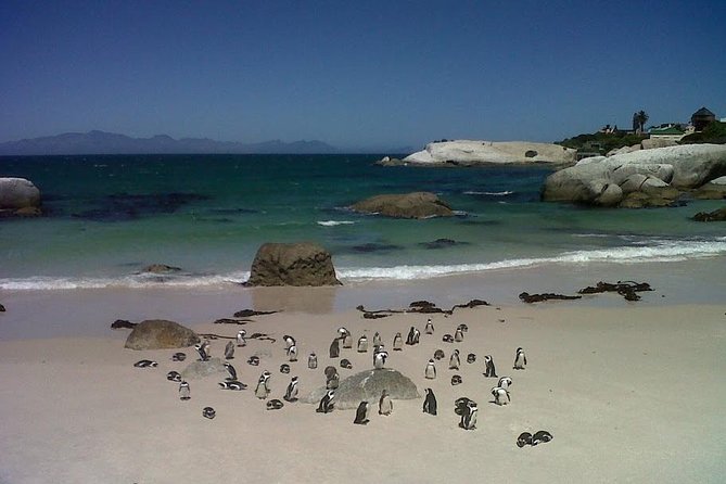 Private Tour with Wine Expert to Cape of Good Hope & Constantia Wine Region - Three hours at the Cape of Good Hope
