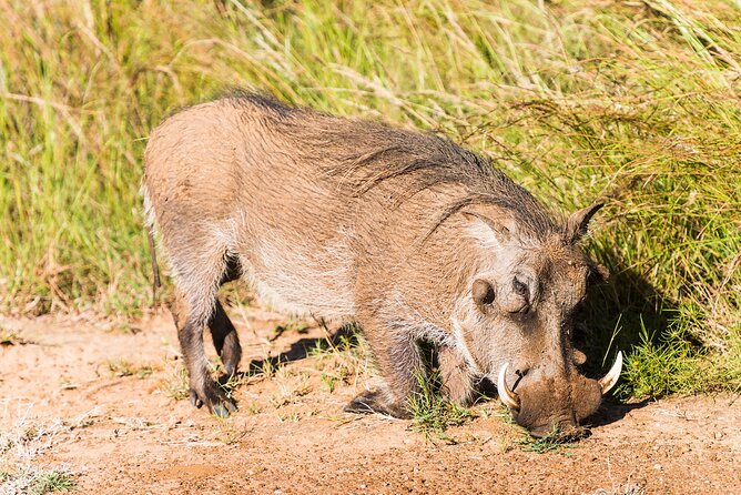 Private Ultimate Pilanesberg Safari from Johannesburg - What the private vehicle adds to the price