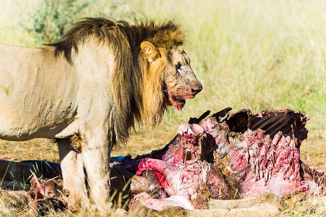 Private Ultimate Pilanesberg Safari from Johannesburg - How the schedule feels in real life