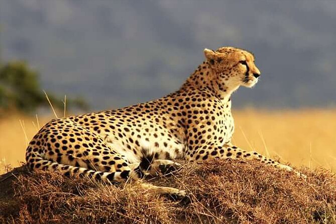 Private Ultimate Pilanesberg Safari from Johannesburg - A private start from Johannesburg at 7:30 am