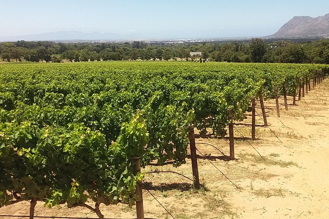 Private Visit to the Wineries Stellenbosch Franschoek from Cape Town Full Day - What the private format adds