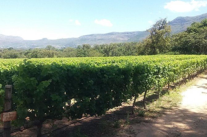 Private Visit to the Wineries Stellenbosch Franschoek from Cape Town Full Day - Food, fees, and what to bring
