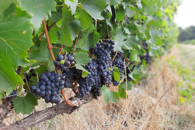 Private Wine Tour of Stellenbosch, Franschhoek and Paarl - Paarl and the value of leaving room for choice