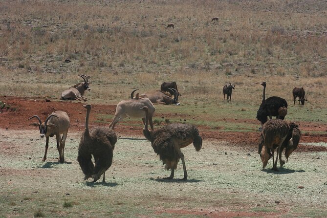 Rhino and Lion Park Guided Tour from Johannesburg - The 8:30 pickup and the ride into the reserve