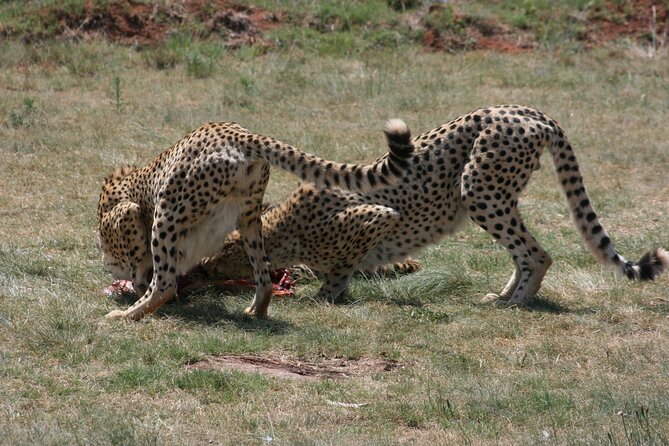 Rhino and Lion Park Guided Tour from Johannesburg - Conservation information adds meaning