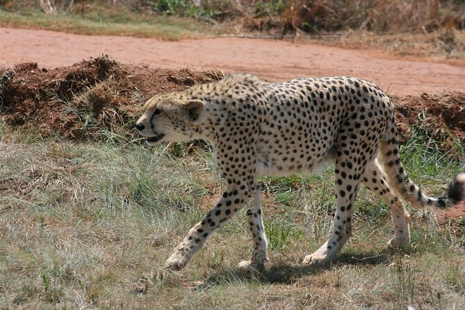 Rhino and Lion Park Guided Tour from Johannesburg - Is $86.55 good value?