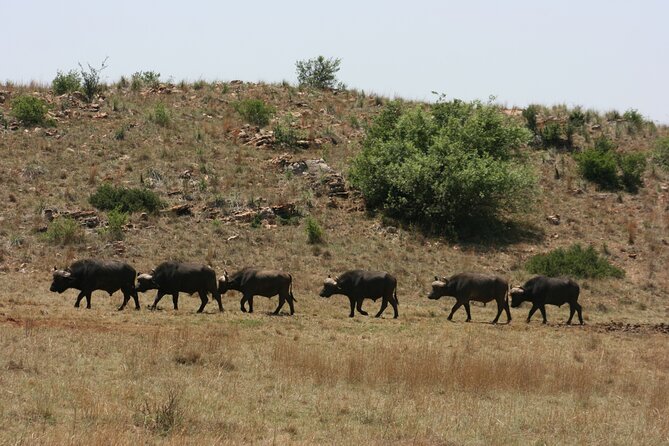Rhino and Lion Park Guided Tour from Johannesburg - Who will enjoy this tour most?