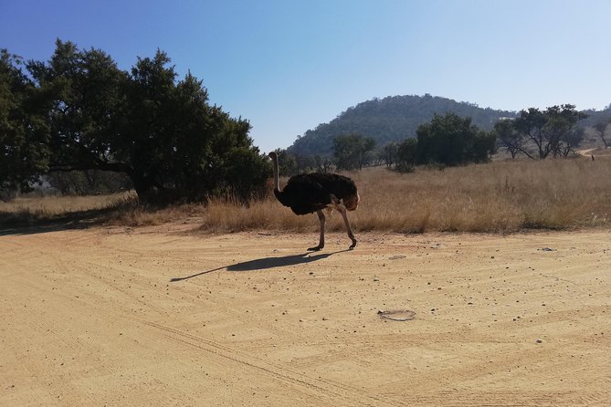 Rhino and Lion Park Half Day Safari from Johannesburg - Why this Johannesburg safari works for a short stay