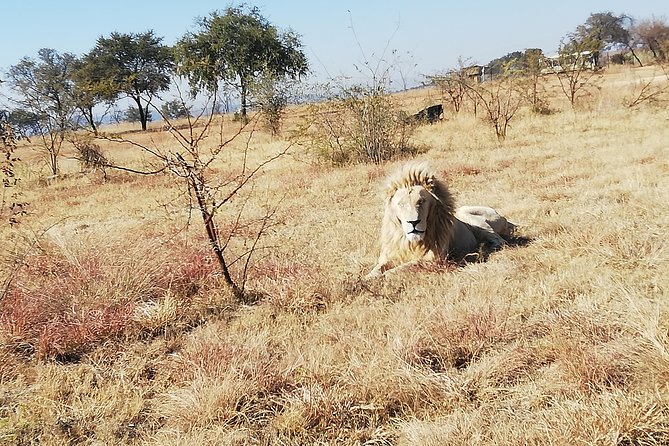 Rhino and Lion Park Half Day Safari from Johannesburg - Lions, rhinos, leopards, and feeding time