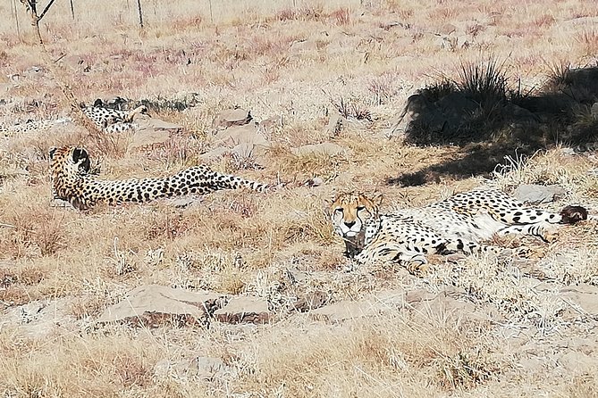 Rhino and Lion Park Half Day Safari from Johannesburg - What the private format really gives you