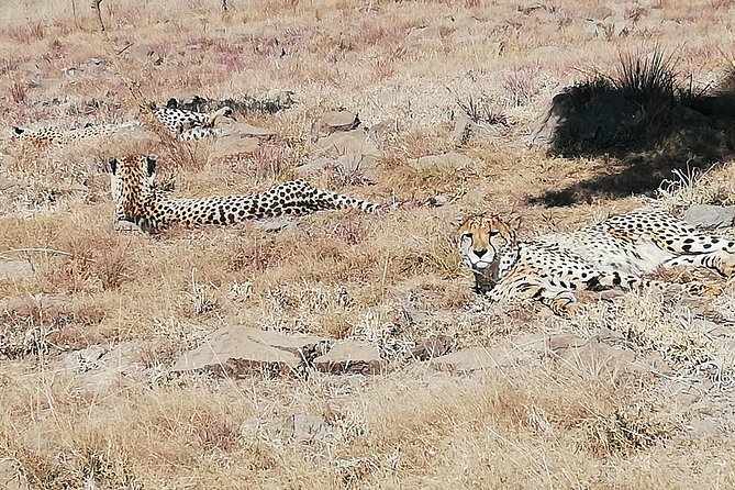 Rhino and Lion Park Half Day Safari from Johannesburg - The reserve closure and vehicle concerns