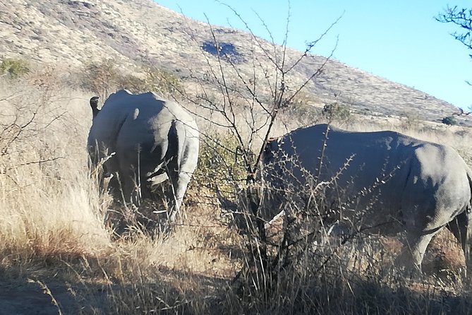 Rhino and Lion Park Half Day Safari from Johannesburg - From Johannesburg to Rhino and Lion Nature Reserve