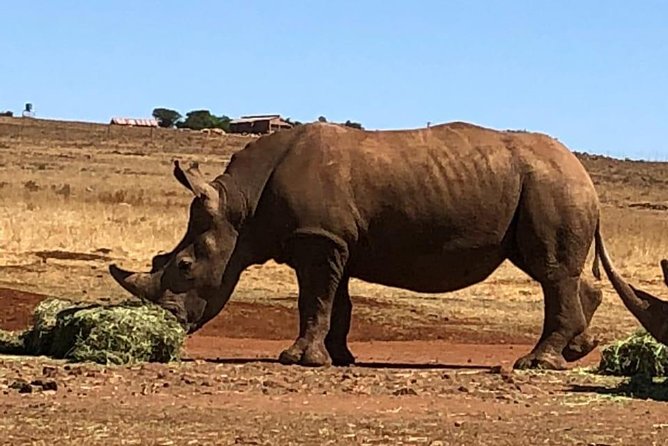 Rhino & Lion Nature Reserve - A practical half-day safari from Johannesburg