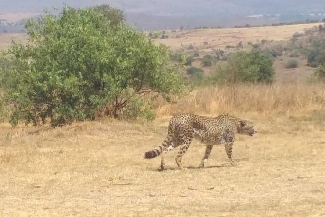 Rhino & Lion Nature Reserve - A close look at the animal attractions
