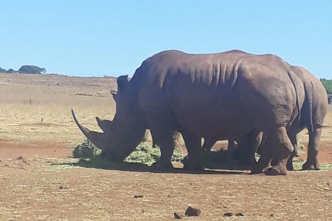 Rhino & Lion Nature Reserve - The Wonder Cave adds a welcome change