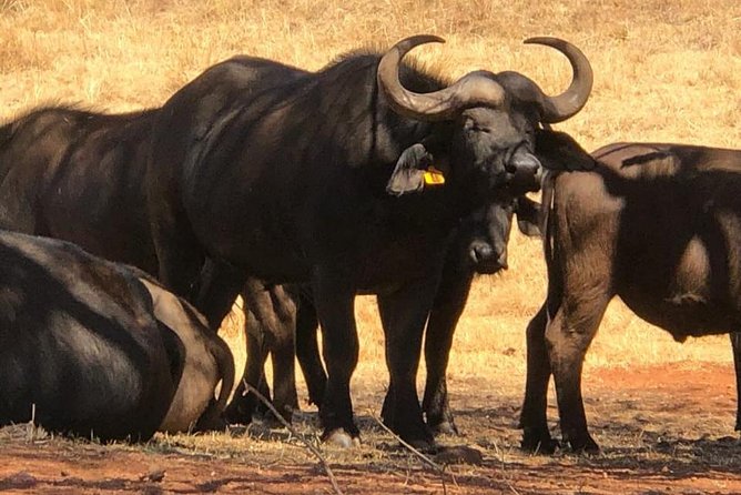 Rhino & Lion Nature Reserve - What the $132.97 price really buys