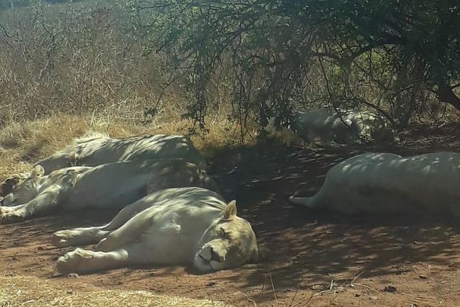 Rhino & Lion Nature Reserve - Guides, timing, and the value of local help