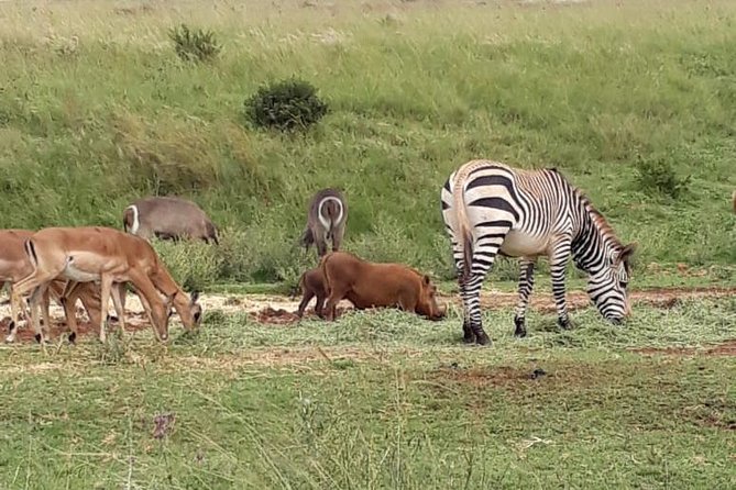 Rhino & Lion Nature Reserve - Who will enjoy this experience most