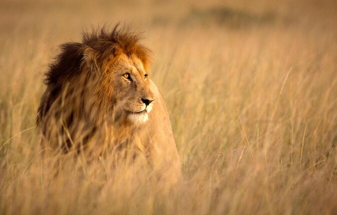 Rhino & Lion Park from Johannesburg - Key points to know before booking