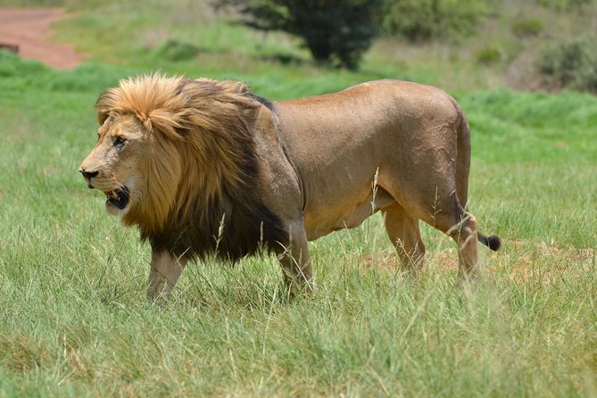 Rhino & Lion Park from Johannesburg - Why this reserve works well from Johannesburg