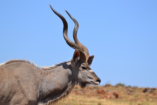 Rhino & Lion Park from Johannesburg - Is $162.92 a fair price?
