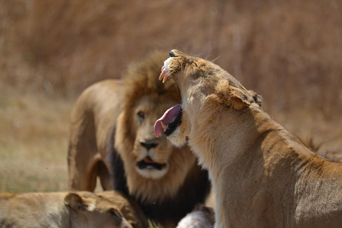 Rhino & Lion Park from Johannesburg - Four hours inside the Rhino and Lion Nature Reserve
