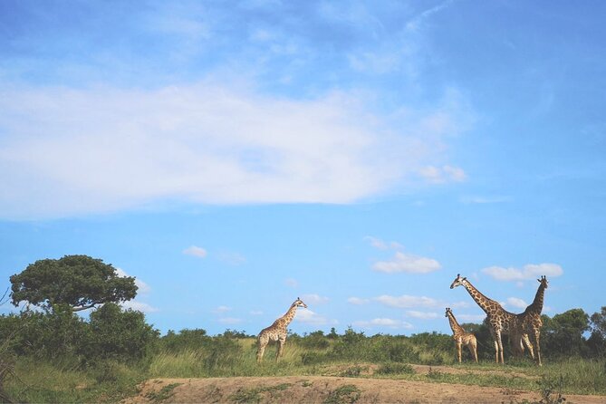 Richards Bay: Big 5 Luxury Safari at Manyoni Private Game Reserve - What the $244.26 price really buys