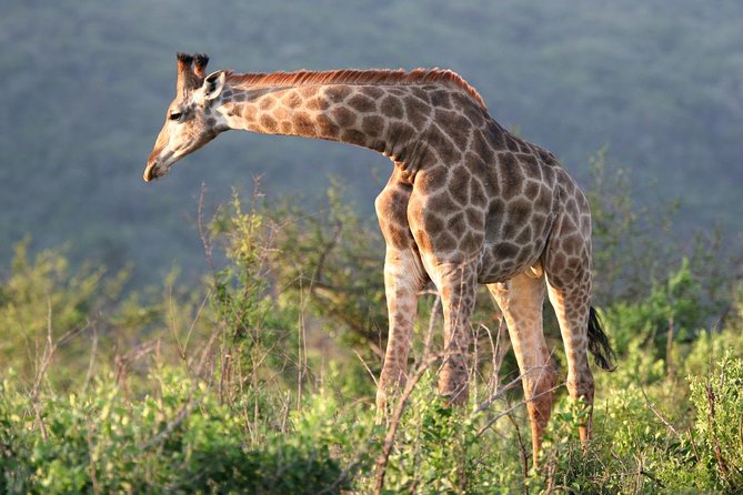 Richards Bay Shore Excursion: Private Small Group Hluhluwe Safari - Why Hluhluwe iMfolozi is worth the long morning