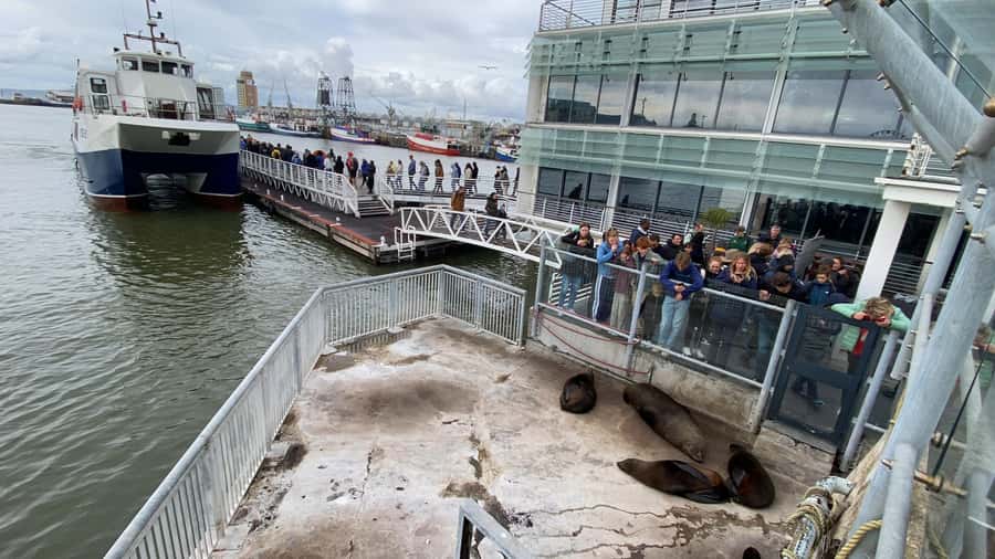 Robben Island Half Day Tour with Pre-Booked Ticket - The 30-minute ferry across Table Bay